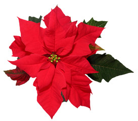 Christmas decoration poinsettia - 4674125