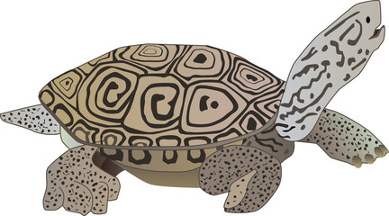 Fototapeta premium tortue