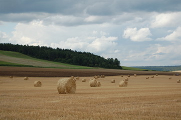 Obraz premium champs et foin