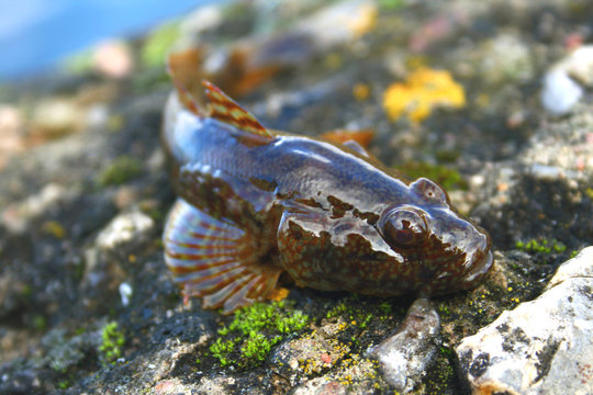 Cottus Bilder Durchsuchen 183 Archivfotos, und Videos