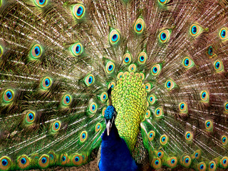 Obraz premium Peacock with Open Plume
