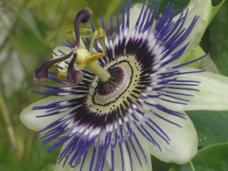 passion flower