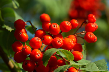 red berries