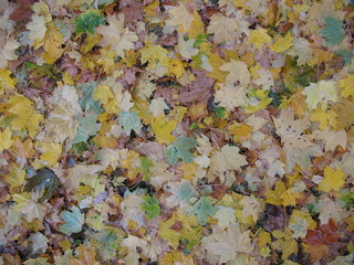 Fallen maple leaves background