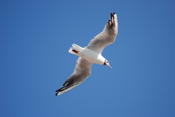 liberte