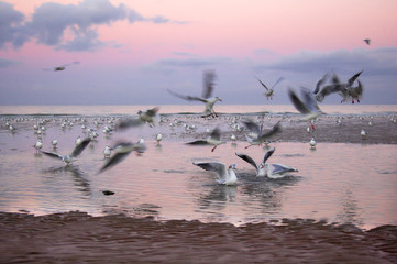 mouettes