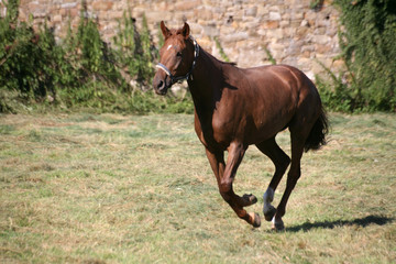 Trakehner