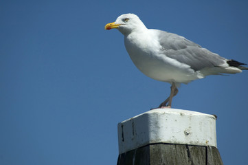 Seagull Watching