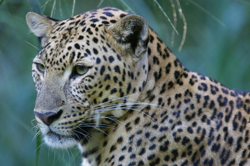 Leopard