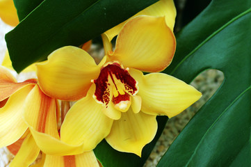 yellow orchid © Lemonade