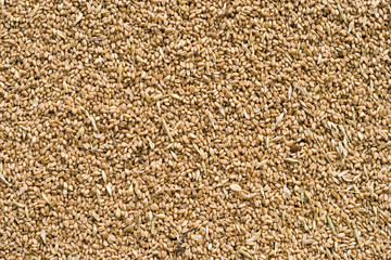 wheat grains