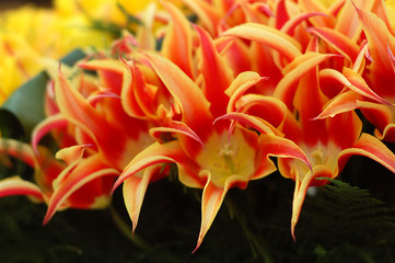 flame flower 