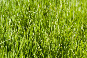 Green lawn