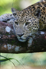 Leopard