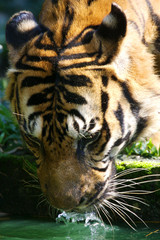 Malayan Tiger