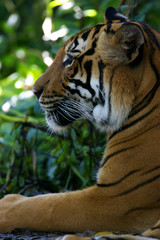 Malayan Tiger
