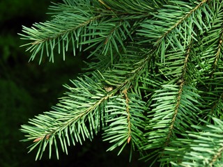 twig of coniferous tree with green needles
