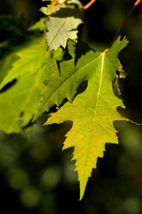 Naklejka na ściany i meble Bright Maple Leaves