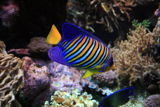 Poisson ange royal