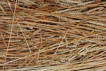 wheat background