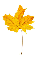 Dry maple leaf