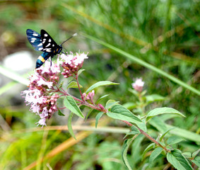 Butterfly on a flower