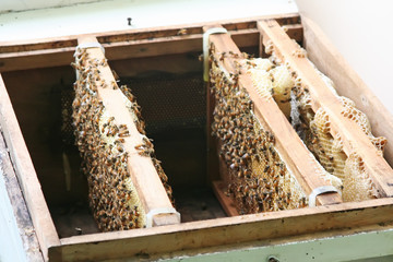 Fototapeta na wymiar Pszczoły w ulu