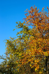 Fototapeta premium Autumn Tree