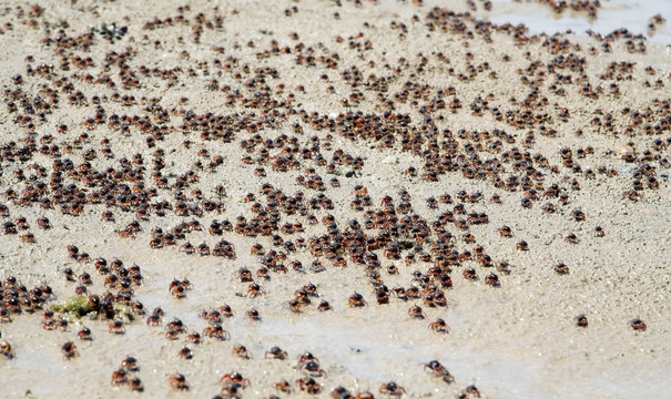 Small crabs