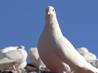 Taube auf dem Dach