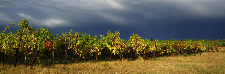 Fototapeta na wymiar panorama vignes