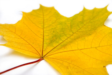 Naklejka na ściany i meble Yellow maple-leaf on a white background