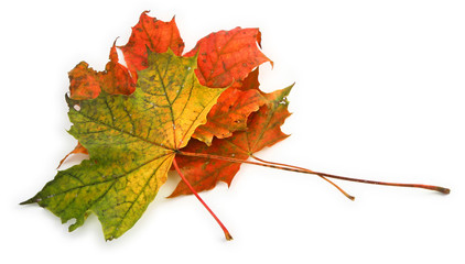 multicolored maple leaves