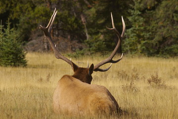 Elk B