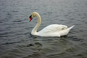 Obraz na płótnie Canvas White Swan in Water