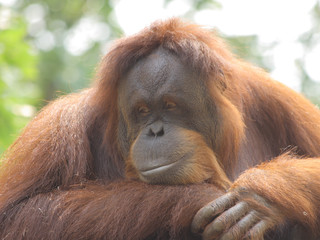 orangutan © stta