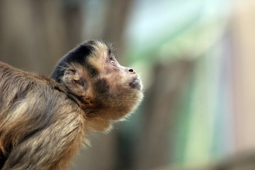 scimmietta curiosa