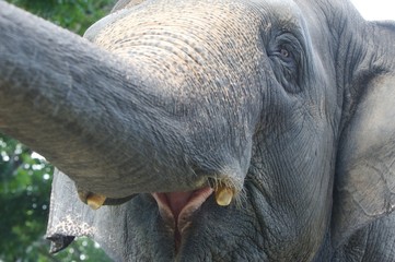 Asian Elephant
