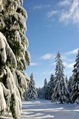 Fototapeta premium Snow Trees 3