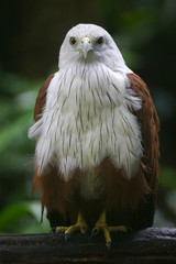 Brahminy Kite