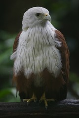 Brahminy Kite
