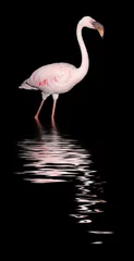 Papier Peint photo Flamant Flamingo bei Nacht