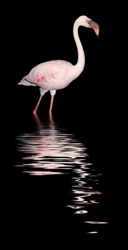 Flamingo bei Nacht