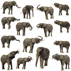Collection of 15 elephants in front of a white background