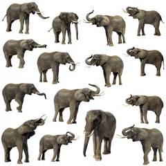 Poster Éléphant Collection de 15 éléphants devant un fond blanc