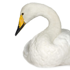 Mute Swan - Cygnus olor