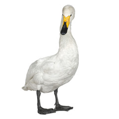 Mute Swan - Cygnus olor