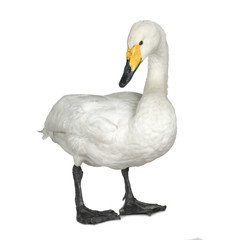 Mute Swan - Cygnus olor