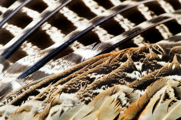 PHEASANT'S FEATHER