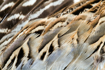 PHEASANT'S FEATHER